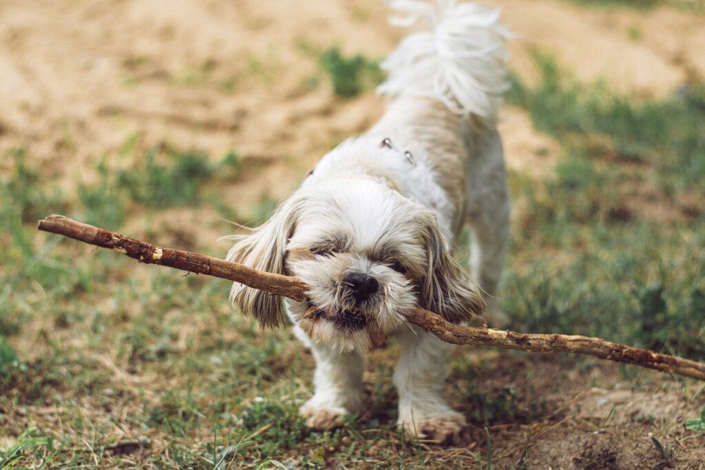 5 Foreign Objects in a Dog’s Stomach