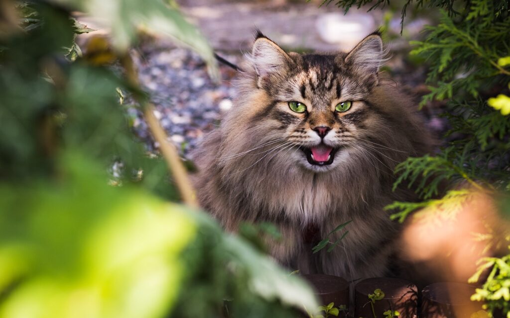 Toxic Plants to Pets