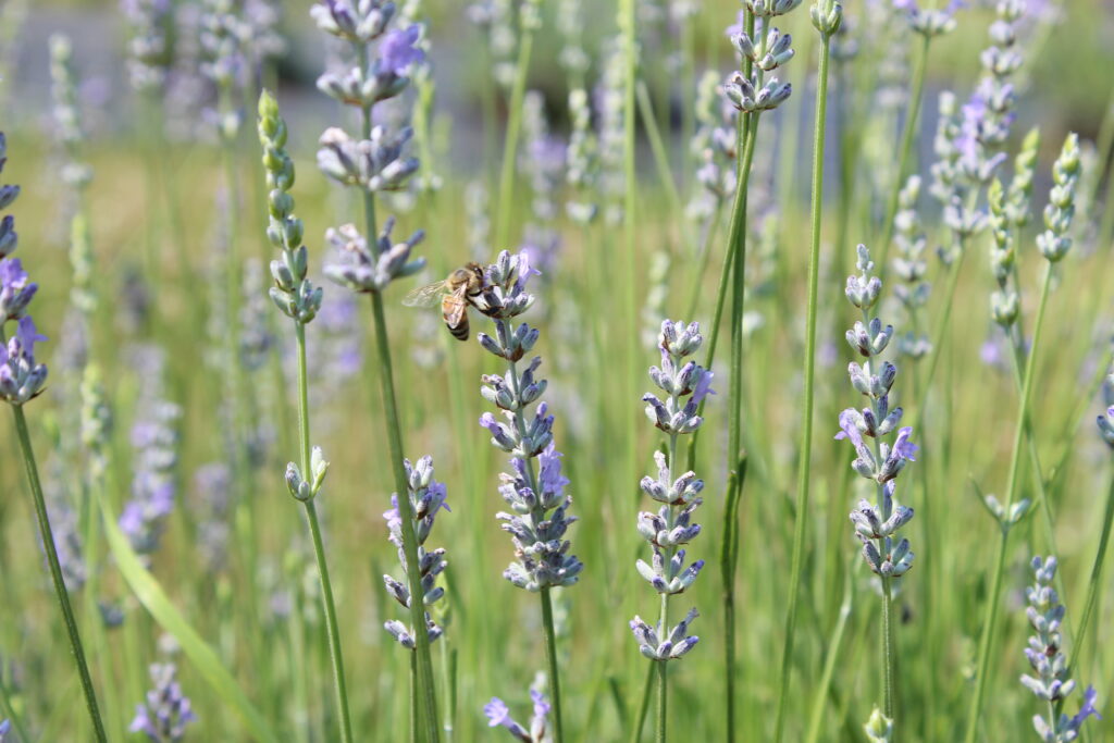 Lavender Farm