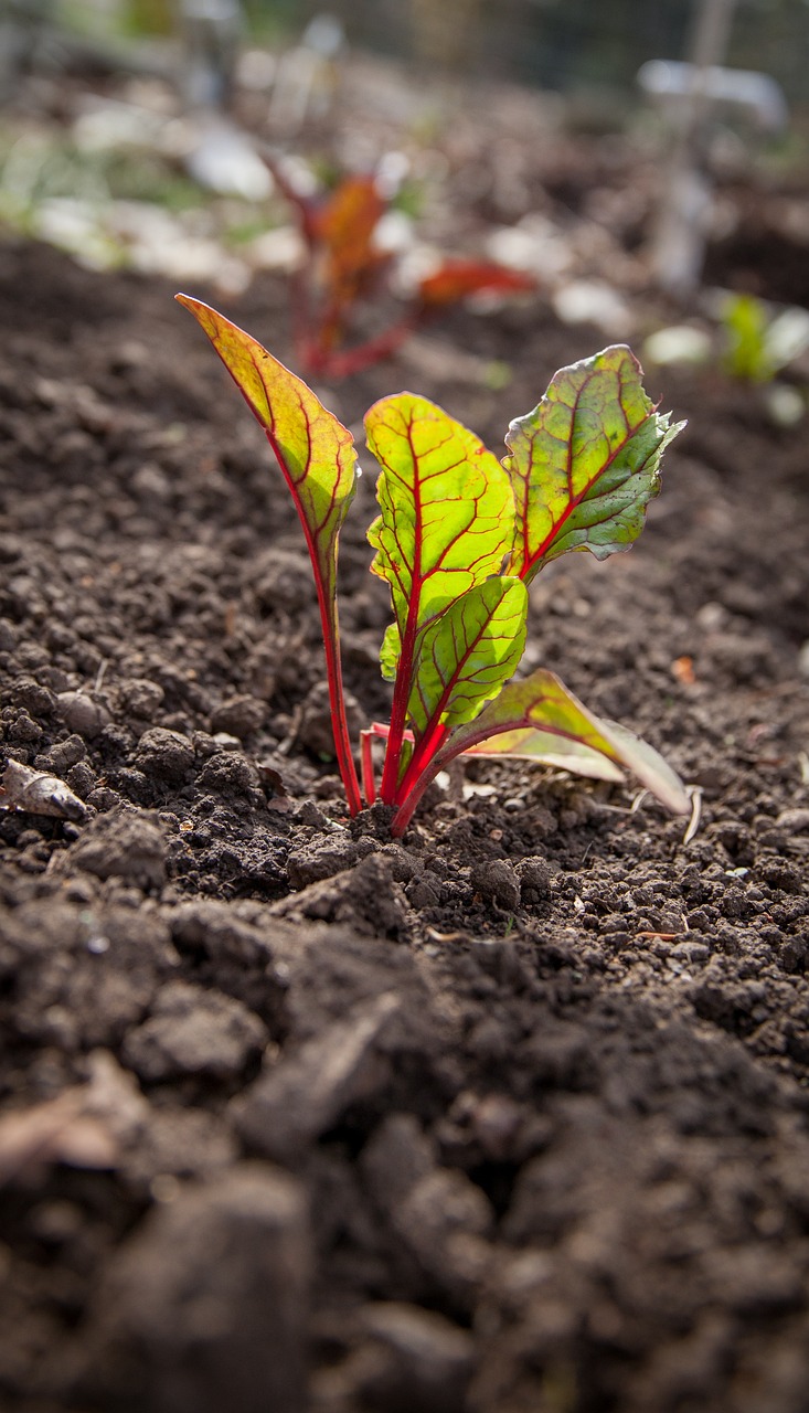 8 Unusual Pet Friendly Crops to Grow That You Can Buy On Amazon