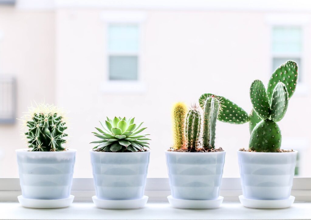 5 Pet Friendly Succulents for Home Decor